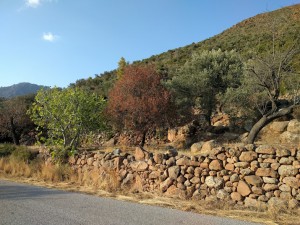 3arbres 3 couleurs