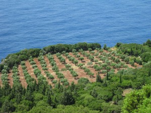 oliviers a Kefalonia 165