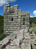 petite muraille cyclamens